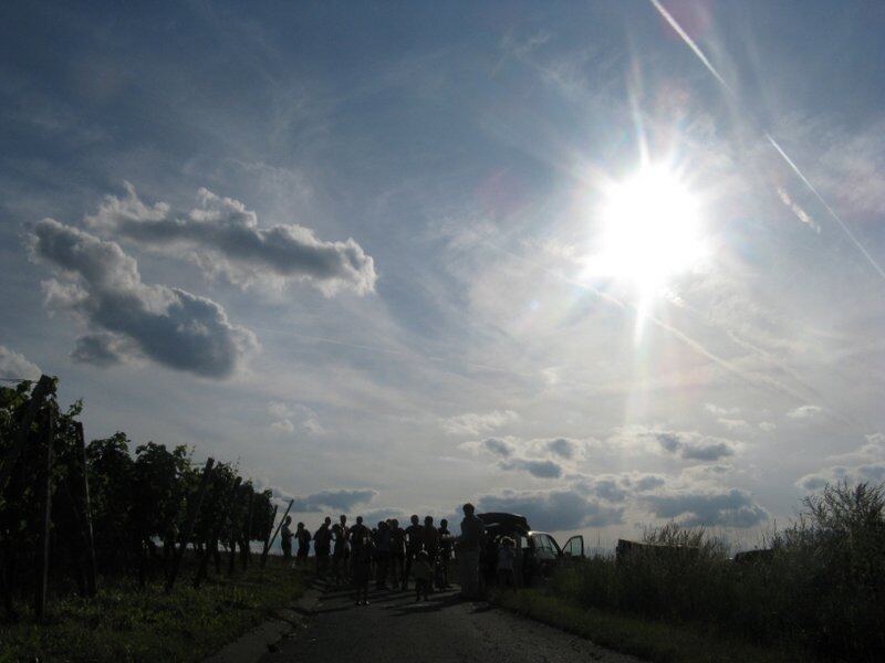 Abendstimmung im Weinberg